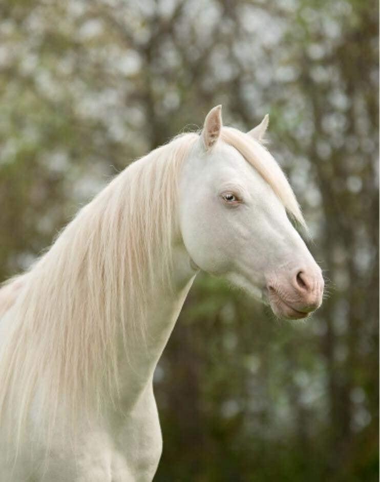 Welsh Pony (sec B) Cadlanvalley Moonlight  (GBR) Aka Valli.  - lånt af tidligere ejer billede 14