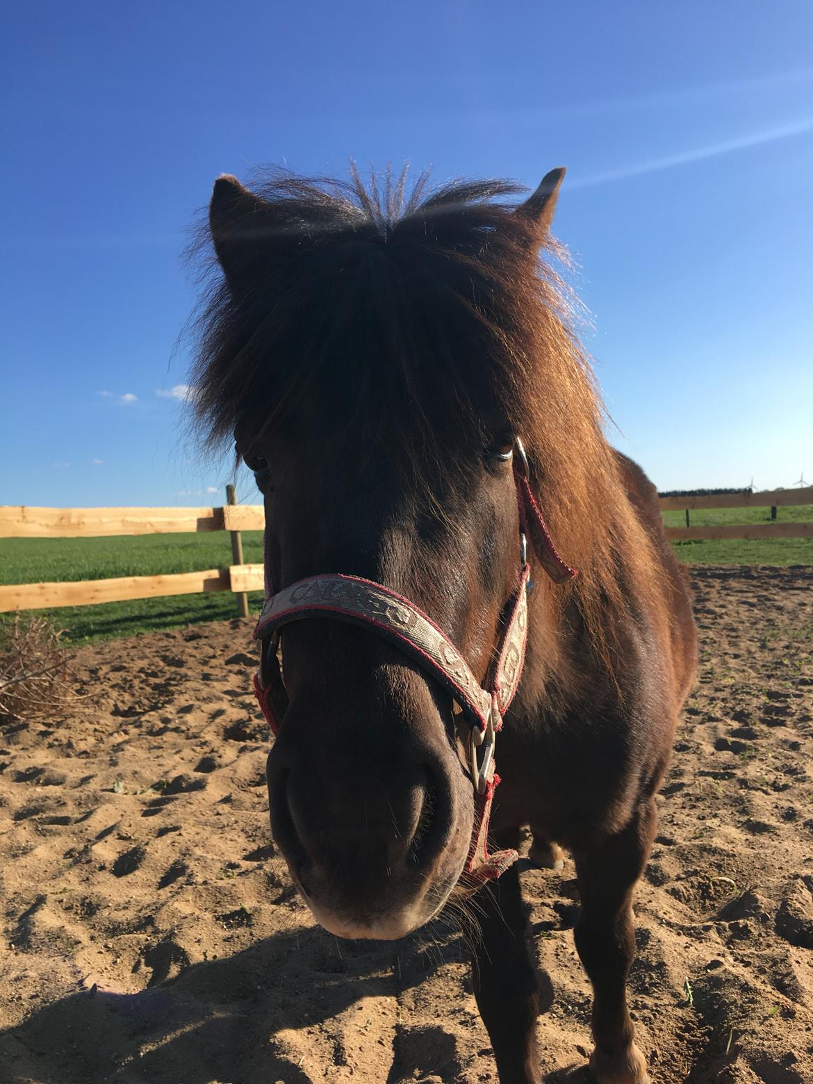 Shetlænder Pocahontas  billede 16