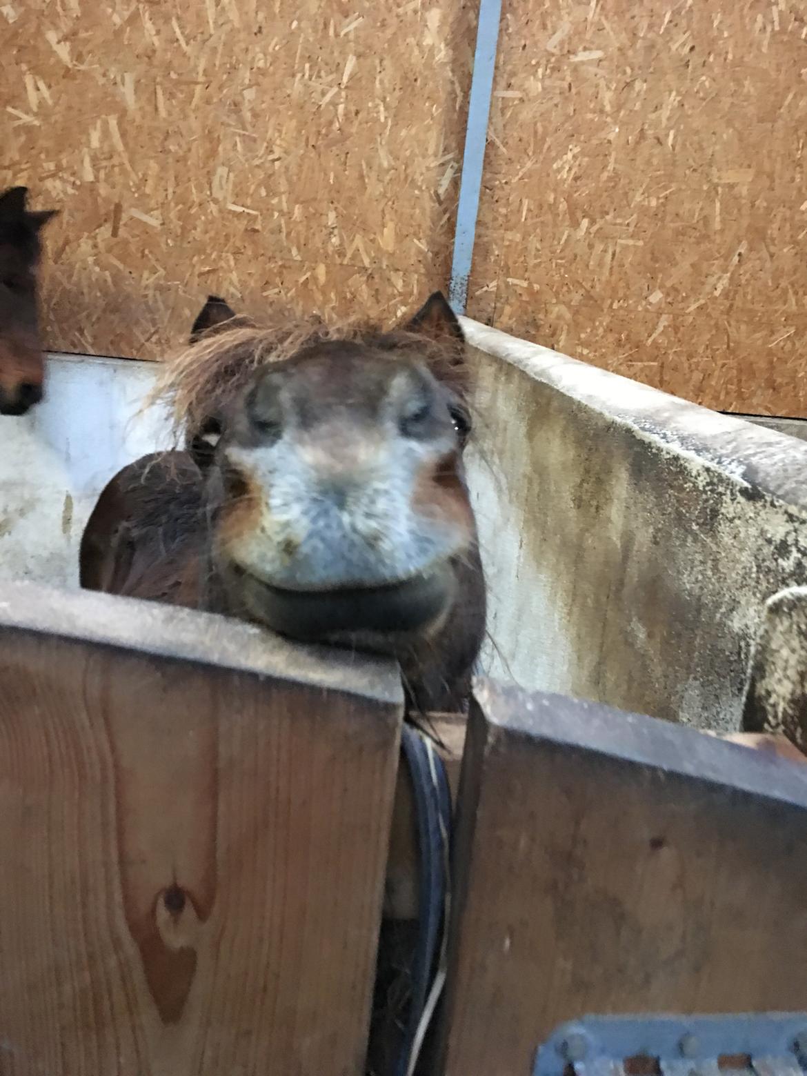 Shetlænder Pocahontas  billede 17