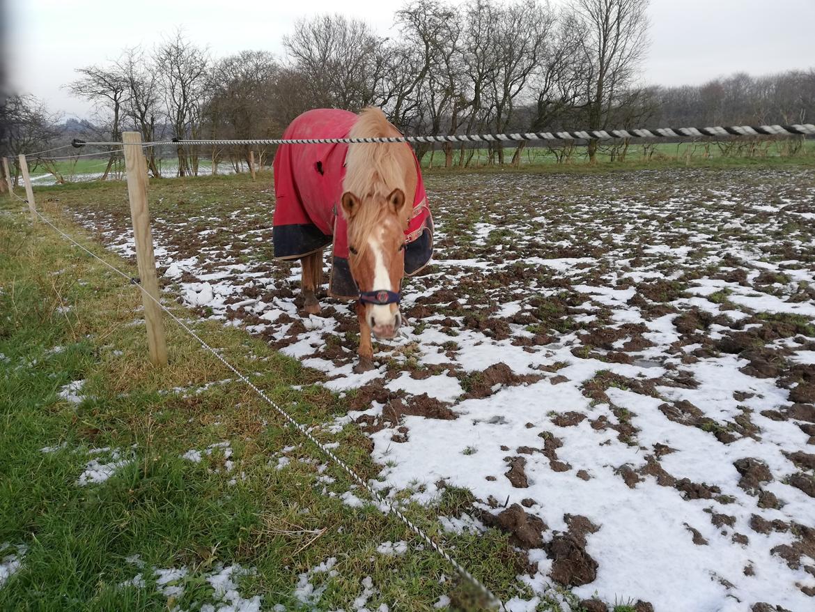 Anden særlig race Buster - Status: Buster er glad for sne ;) billede 5