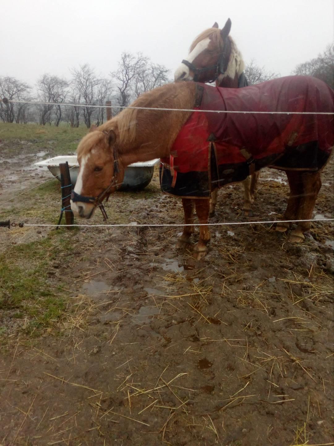 Anden særlig race Buster - Øv :( Regnvejr billede 4