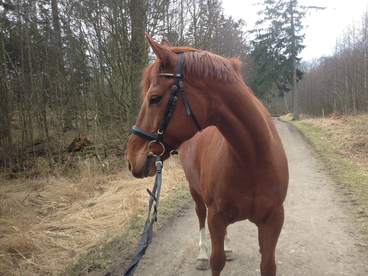 Anden særlig race Sonny Boy billede 19