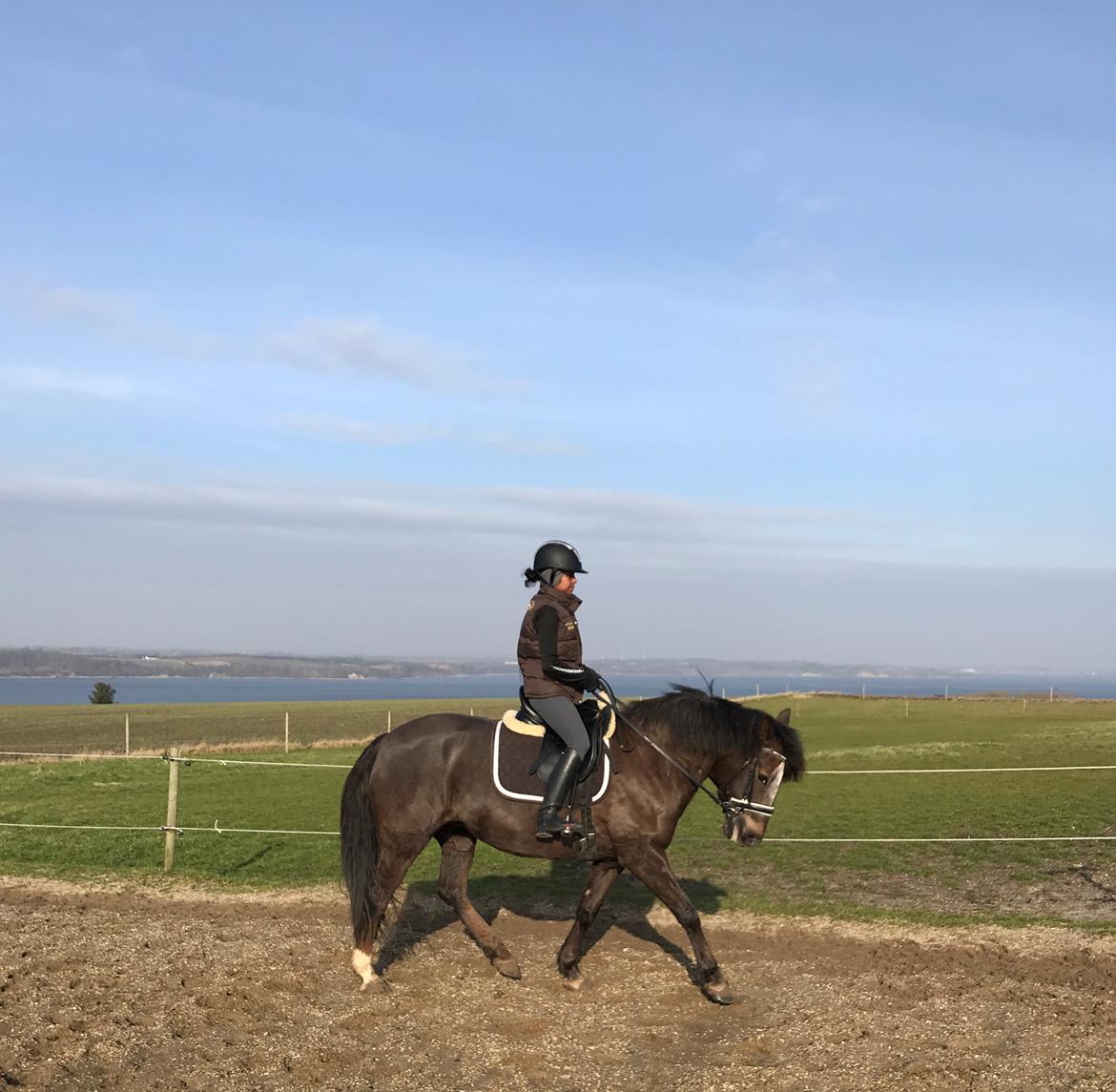 New Forest Elmholts Filicia - 16 Febuar 2019 ♥ billede 5