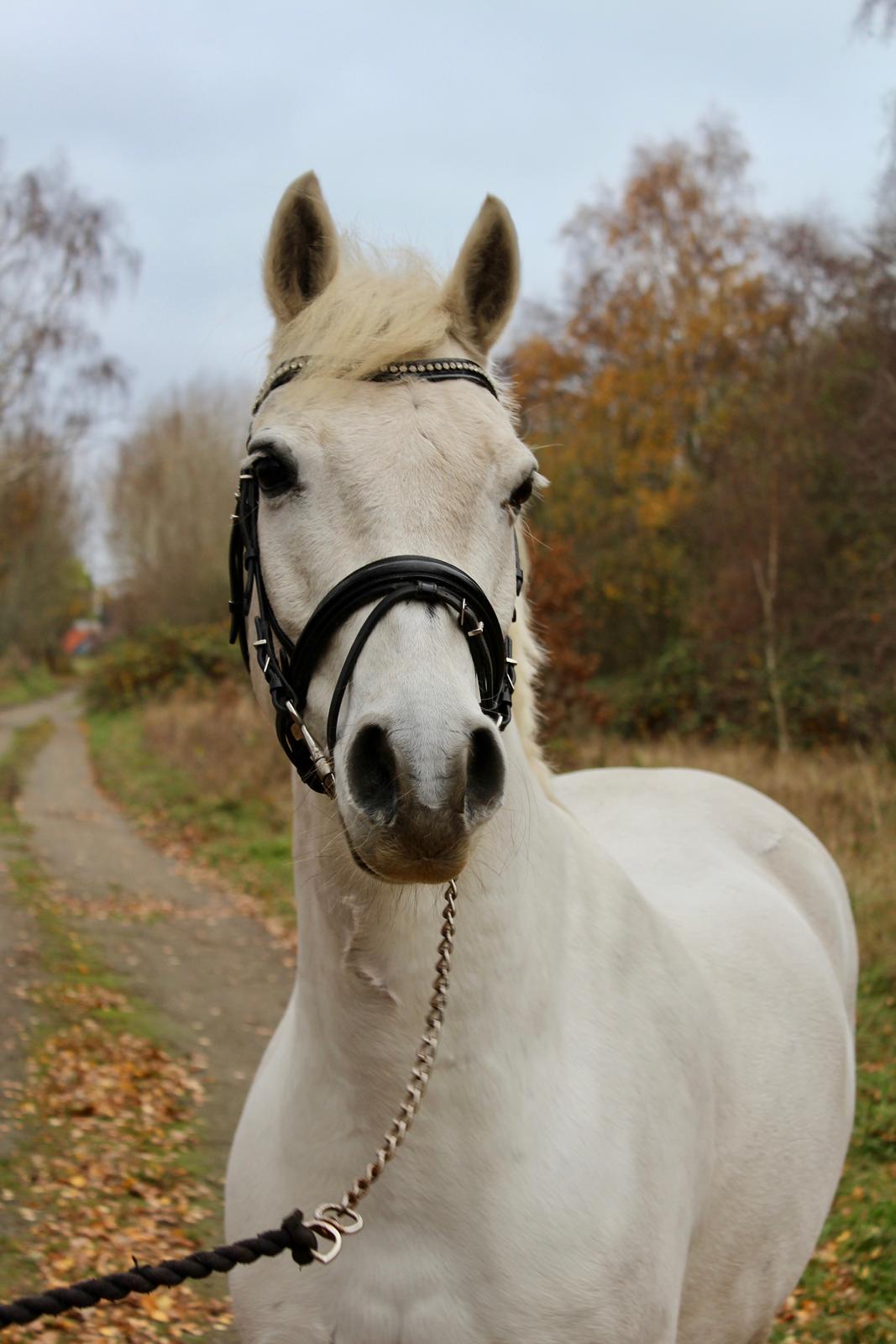 Connemara Solvangs Bastian billede 7