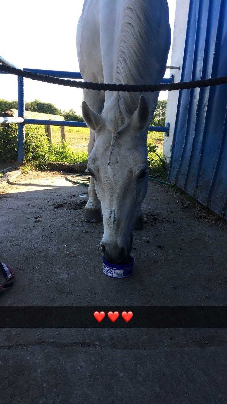 Connemara Solvangs Bastian billede 4