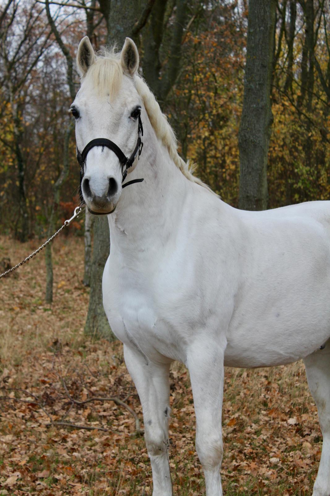 Connemara Solvangs Bastian billede 3