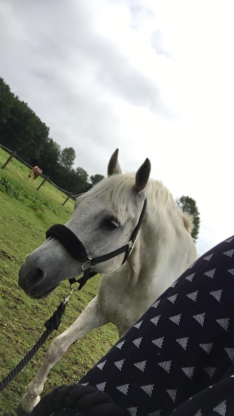 Connemara Solvangs Bastian billede 9