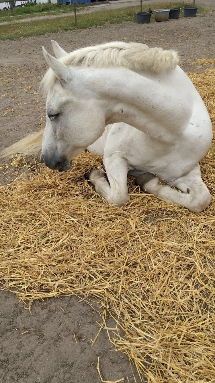 Connemara Solvangs Bastian billede 6