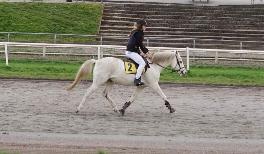 Anden særlig race Kosmo Van Klaverborch  billede 6