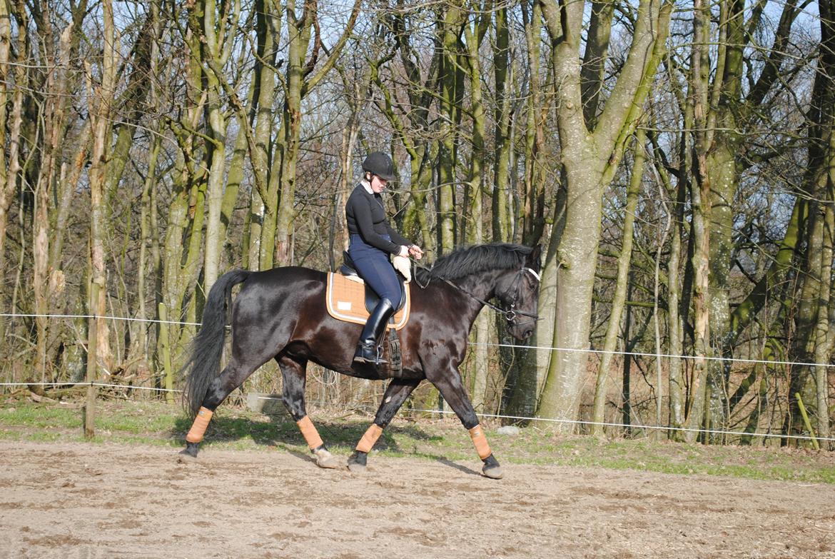 Oldenborg Bolero - 16-02 2019 billede 5