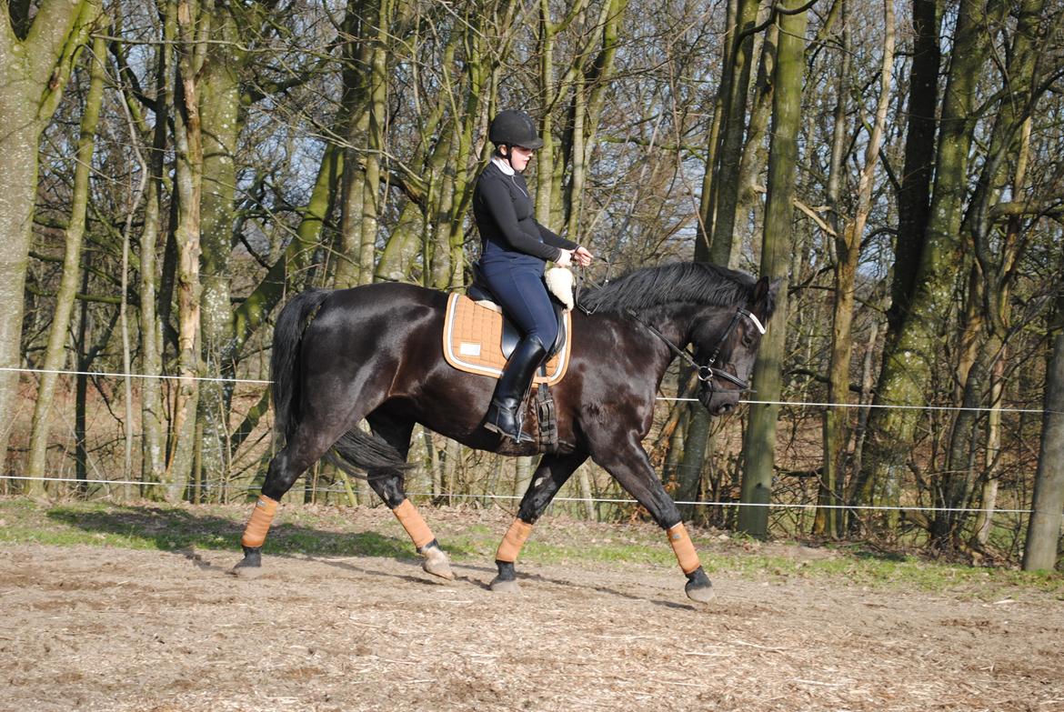 Oldenborg Bolero - 16-02 2019 billede 4