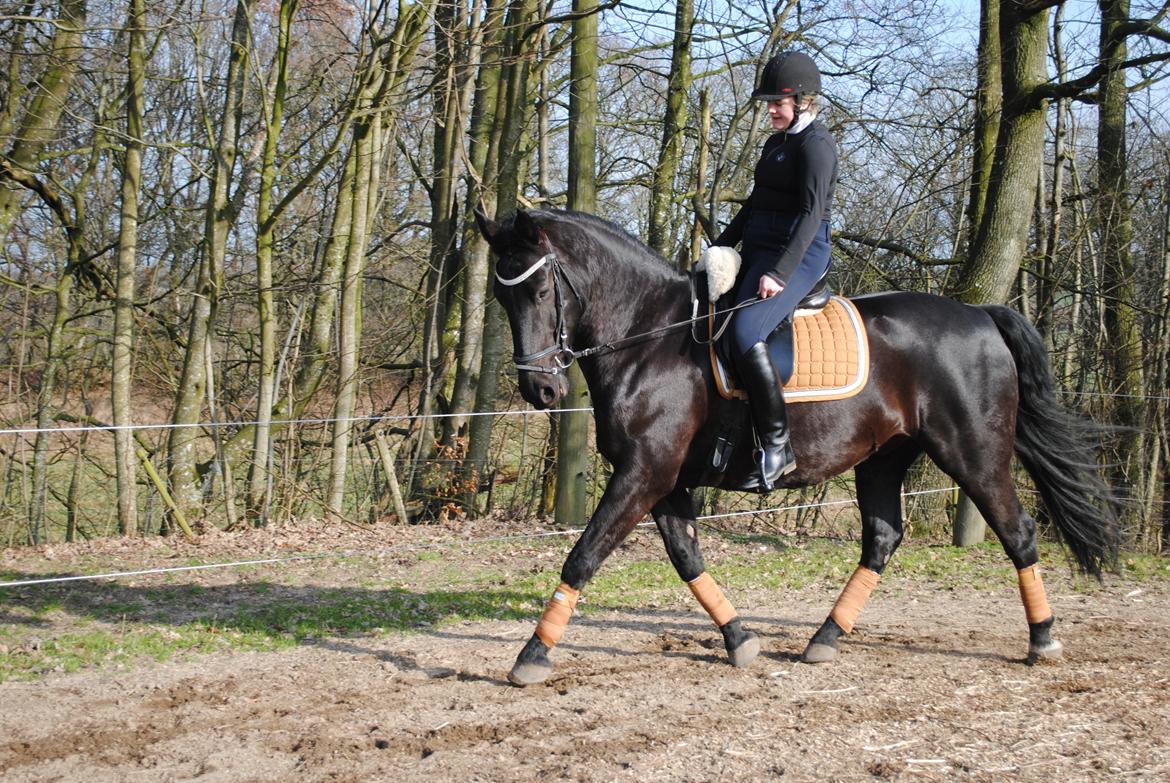 Oldenborg Bolero - 16-02 2019 billede 3