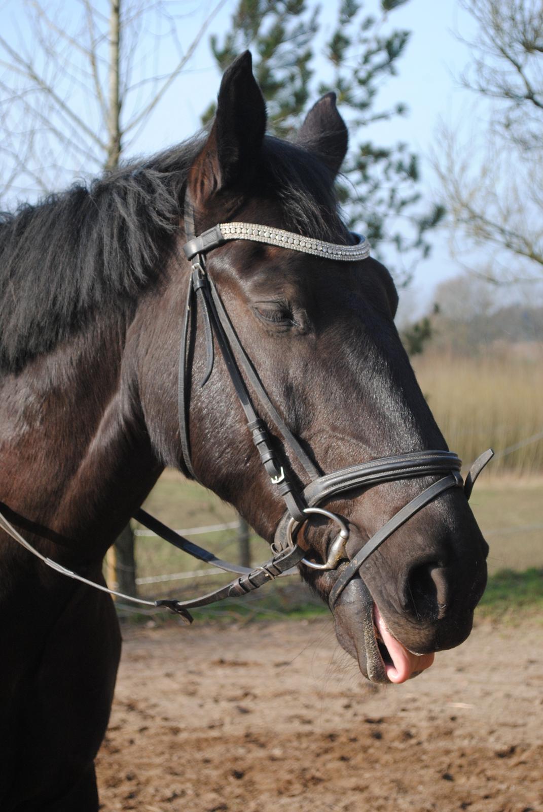 Oldenborg Bolero - det er hårdt at være fotomodel billede 19