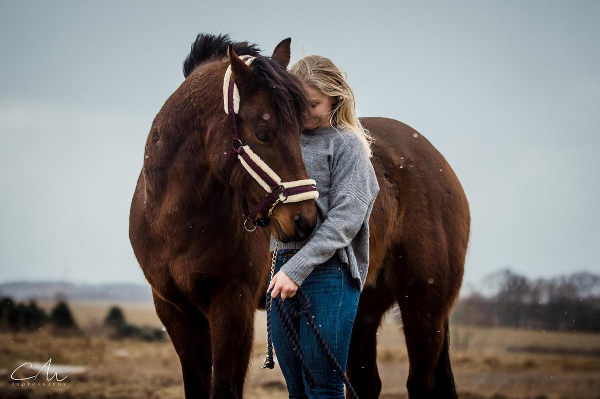 Quarter One Hot Destination - Fra en billedeserie vi fik taget kort tid før han blev aflivet. billede 2