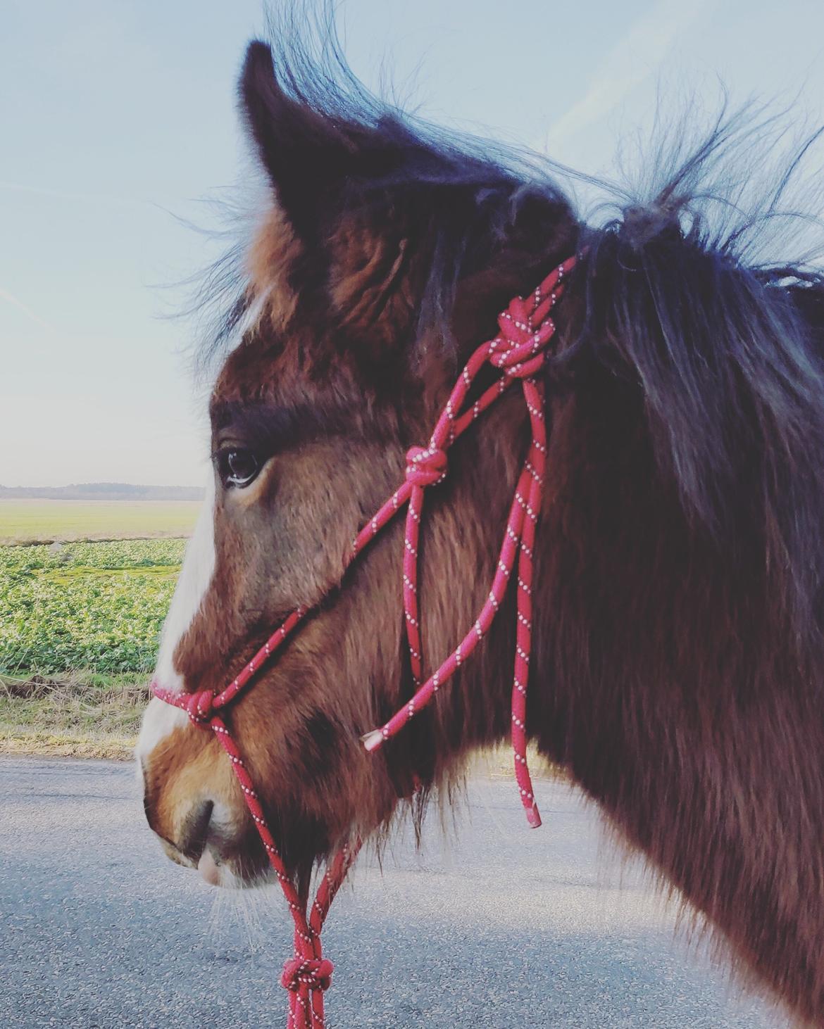 Shire Vesterbjergs Big Bay Conrad billede 7