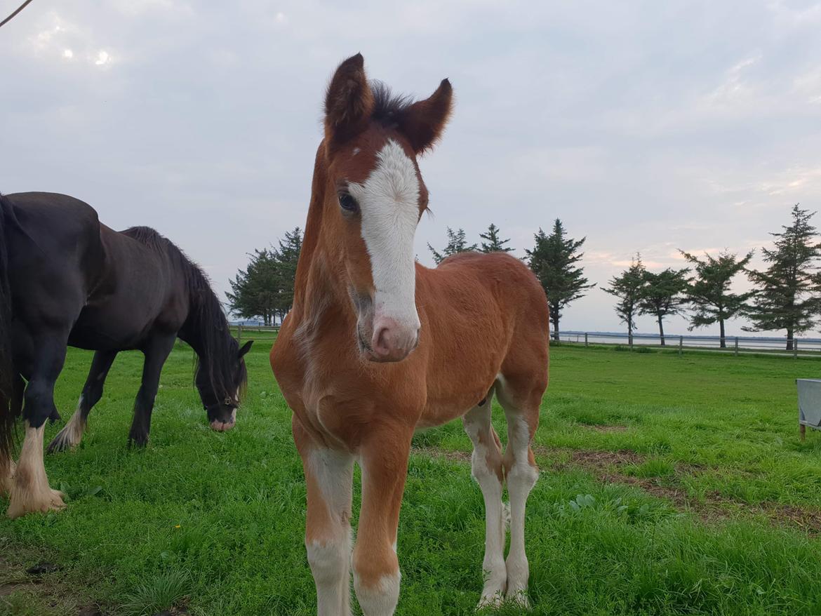 Shire Vesterbjergs Big Bay Conrad billede 16
