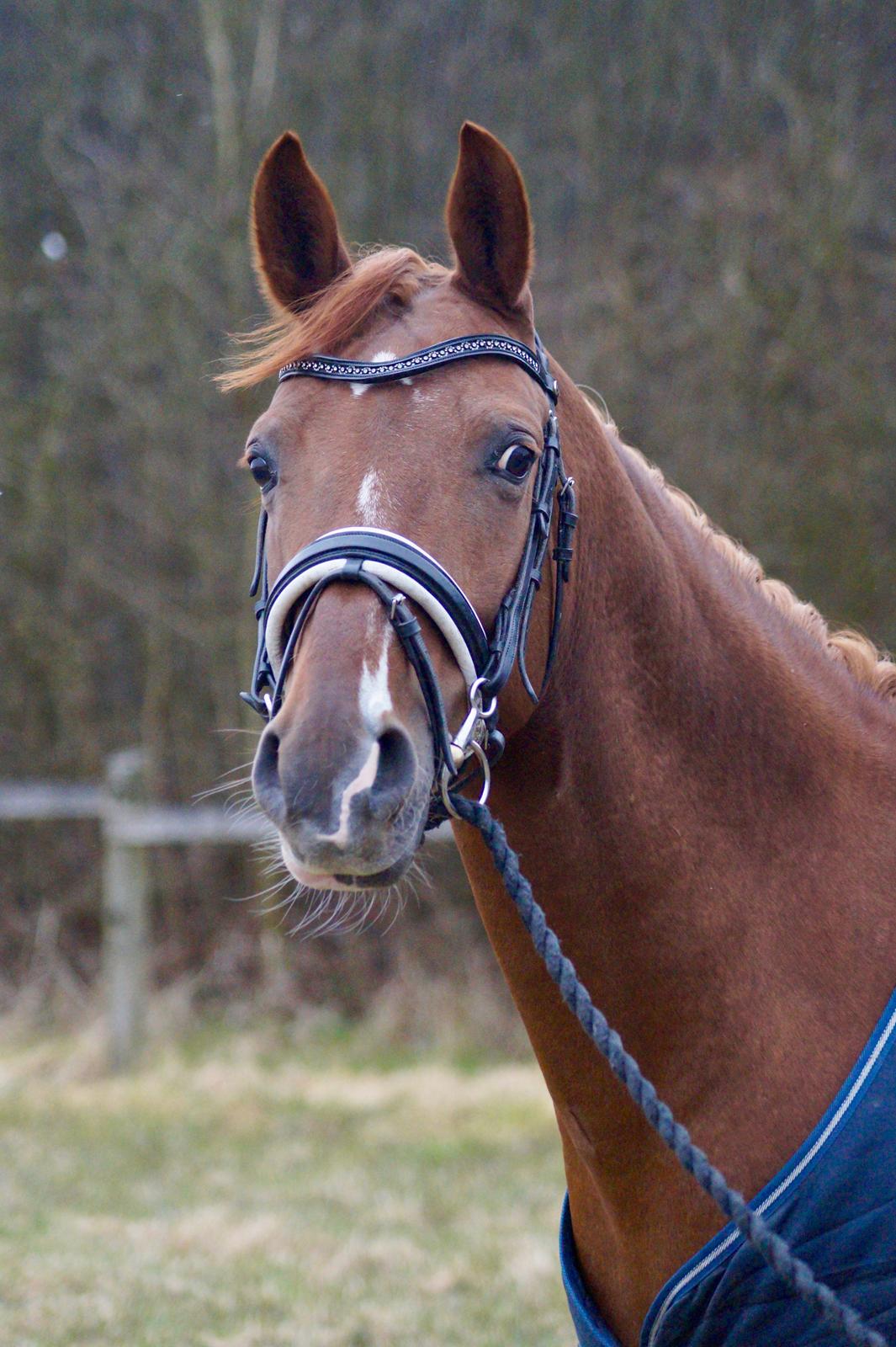 DSP B-Ready billede 10