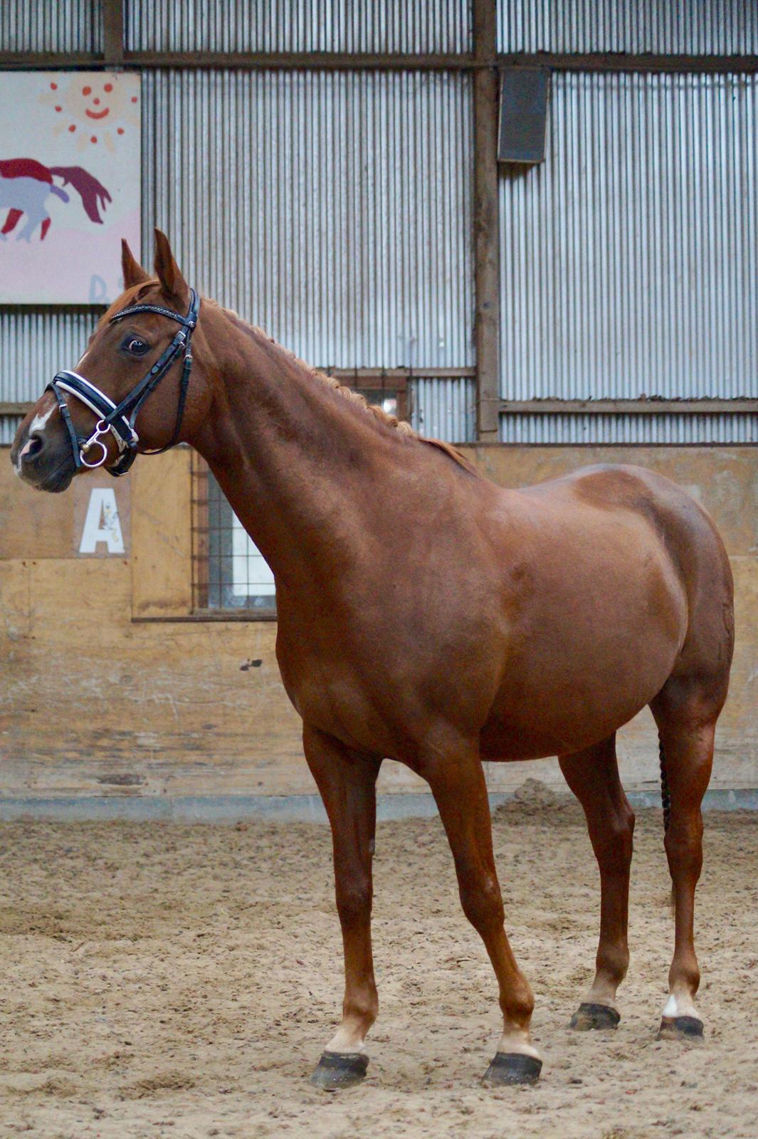 DSP B-Ready billede 1