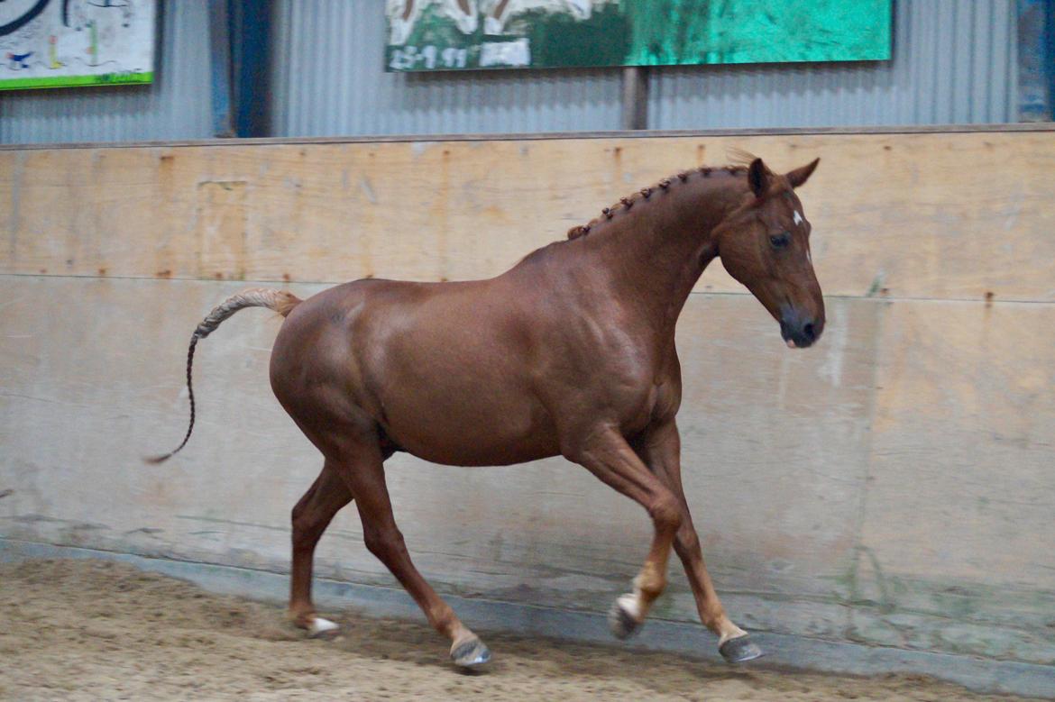 DSP B-Ready billede 13