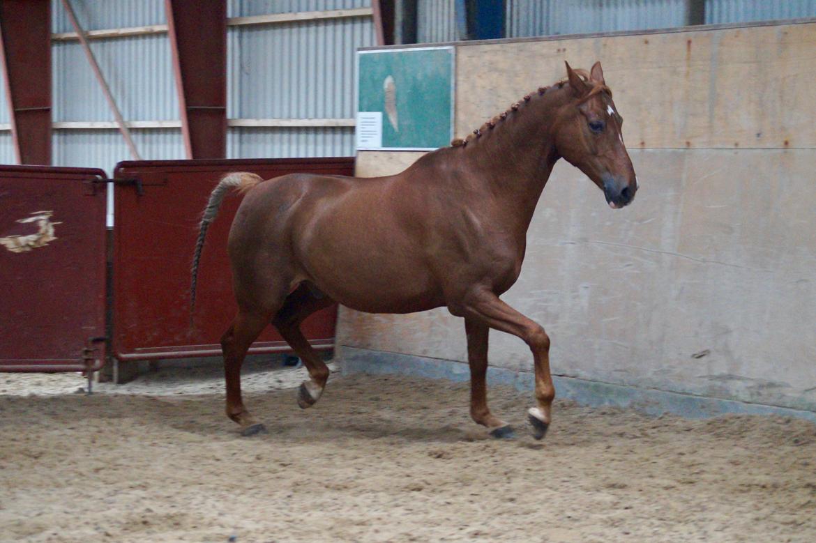 DSP B-Ready billede 5