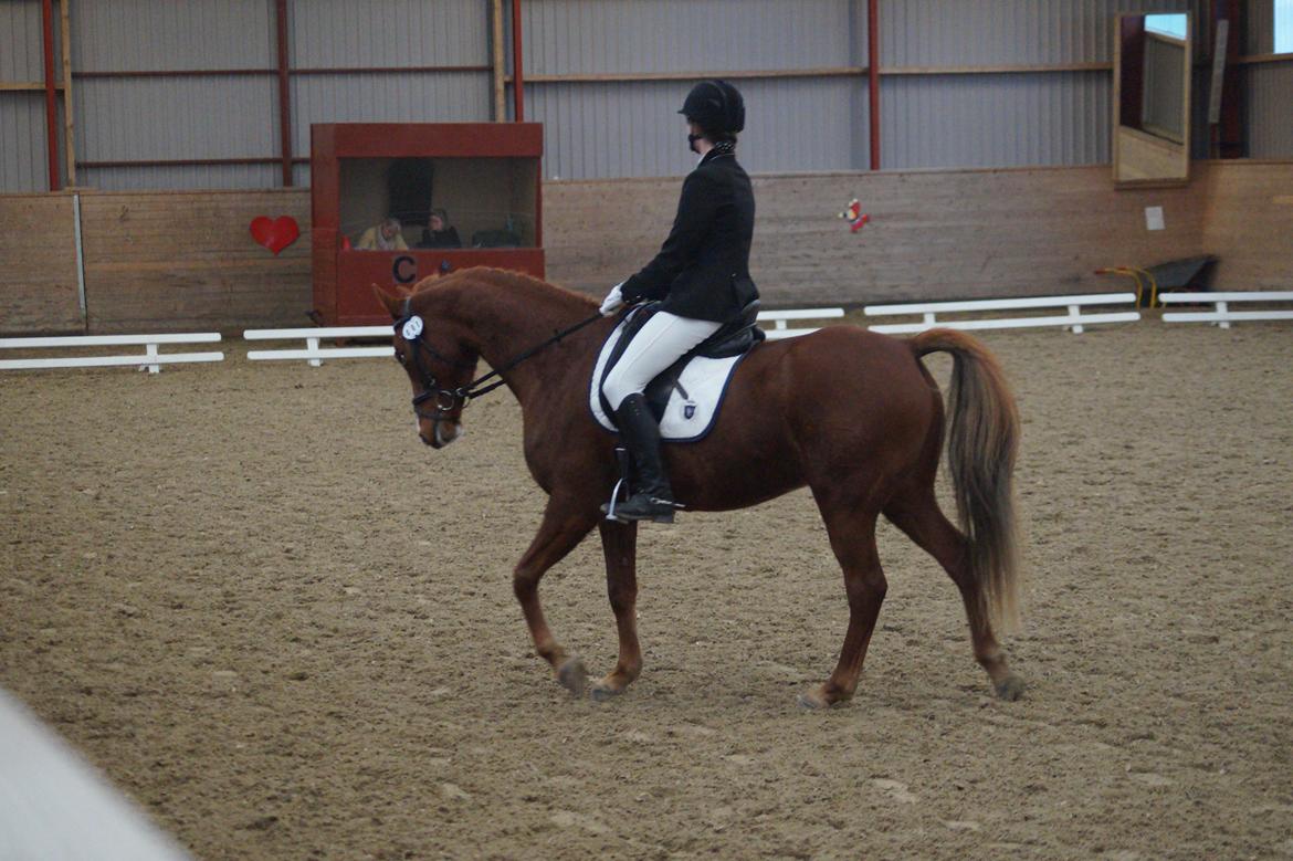 DSP B-Ready billede 20