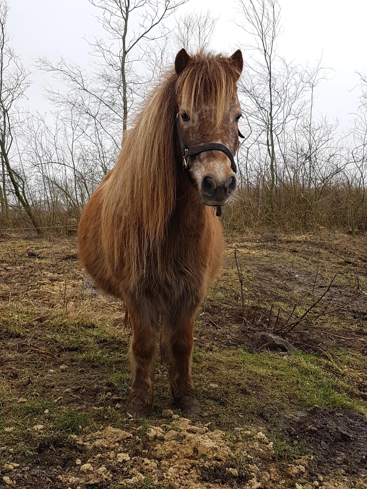 Knabstrupper Pippi SOLGT billede 29