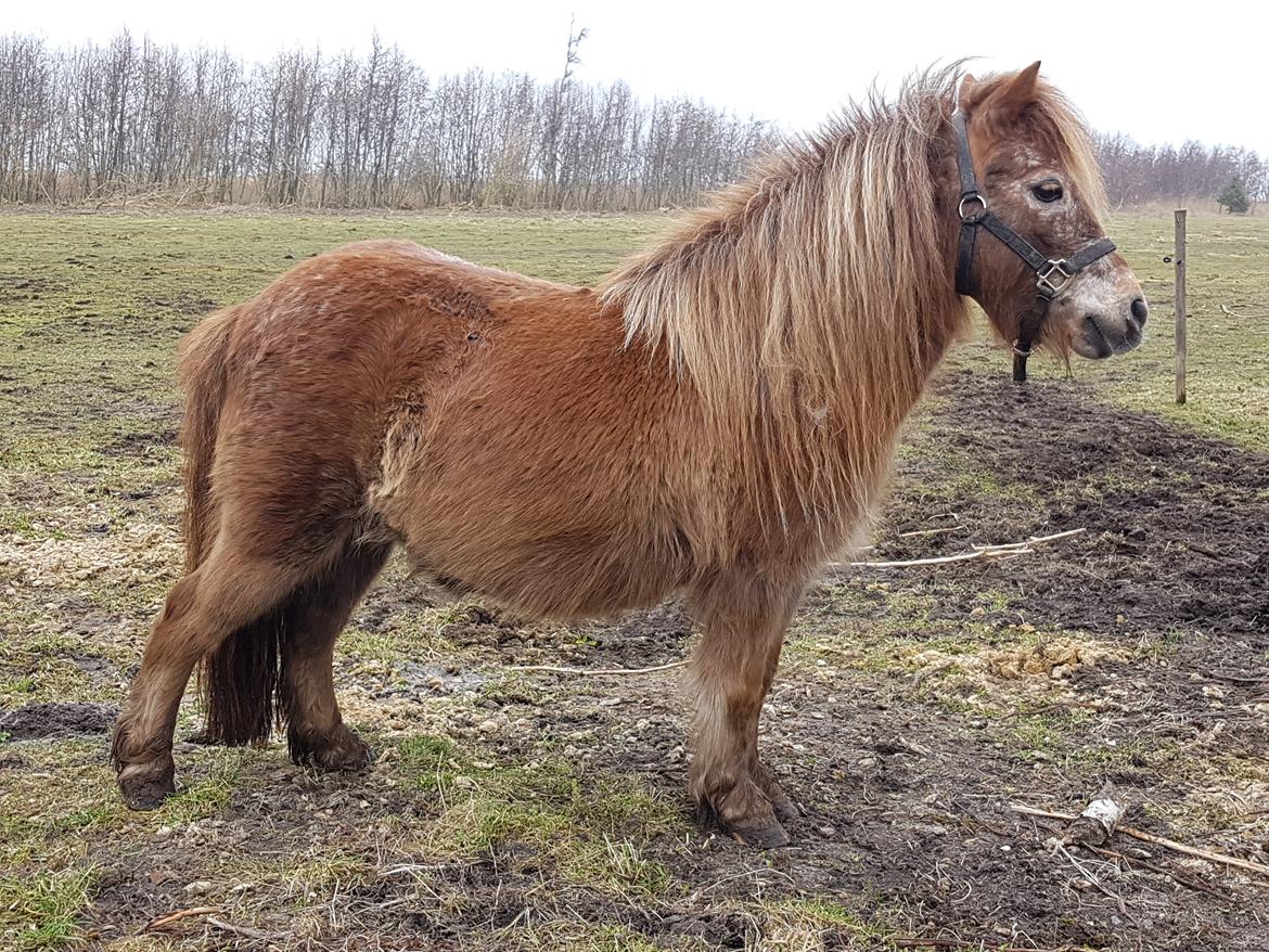 Knabstrupper Pippi SOLGT billede 30