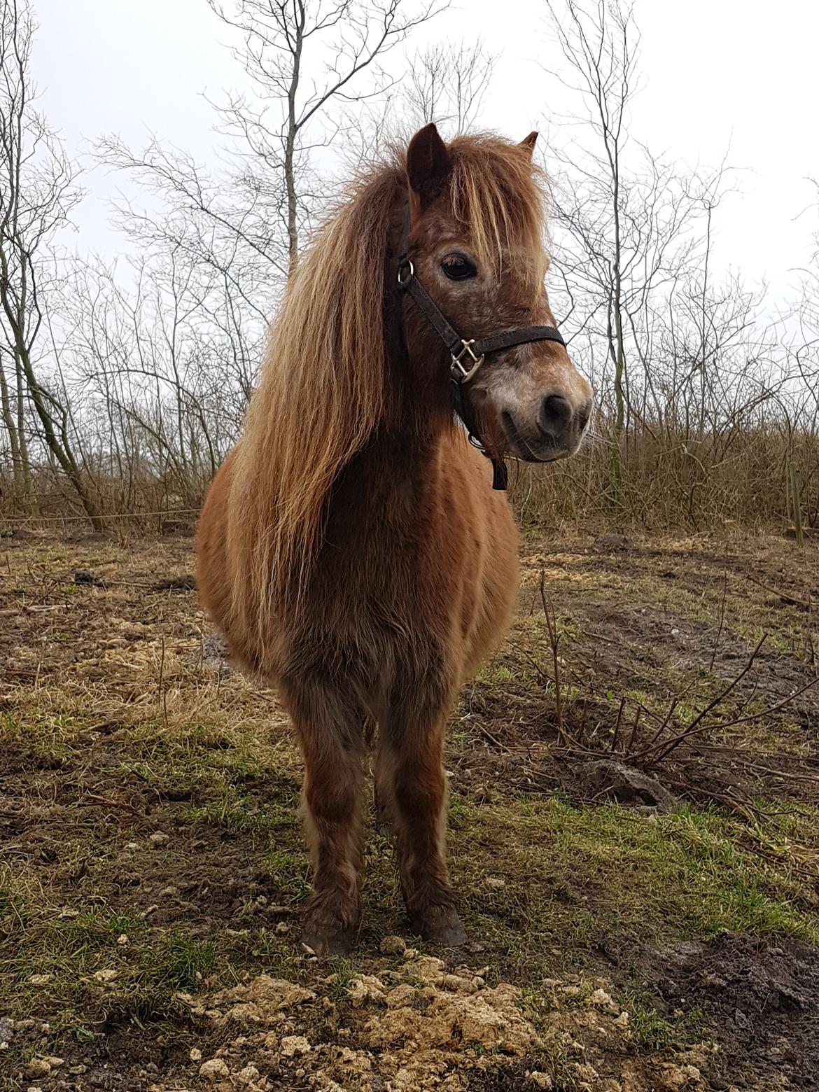 Knabstrupper Pippi SOLGT billede 28