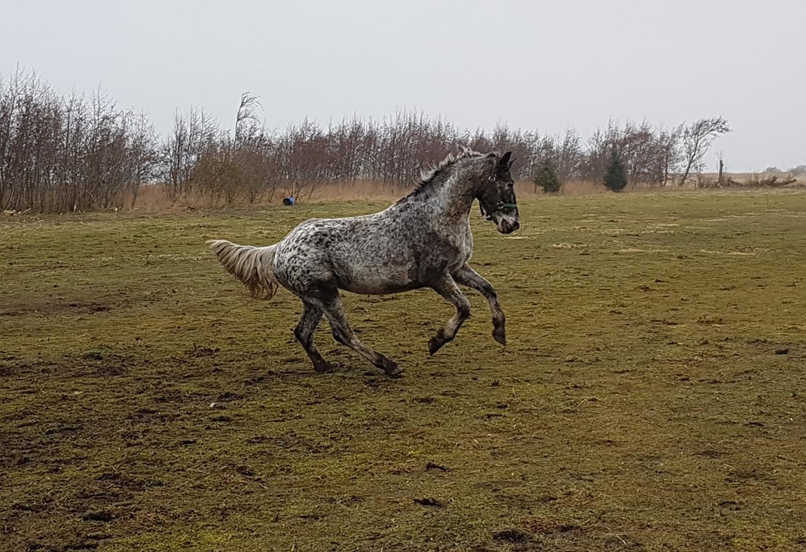 Anden særlig race Beuty billede 46