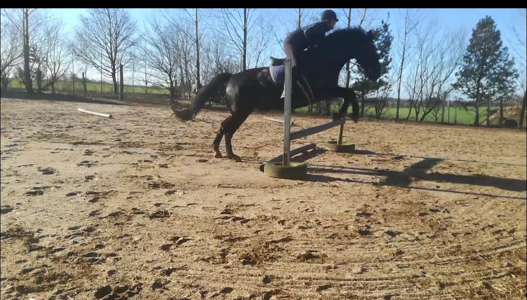 Oldenborg Bolero - februar 2019 billede 14