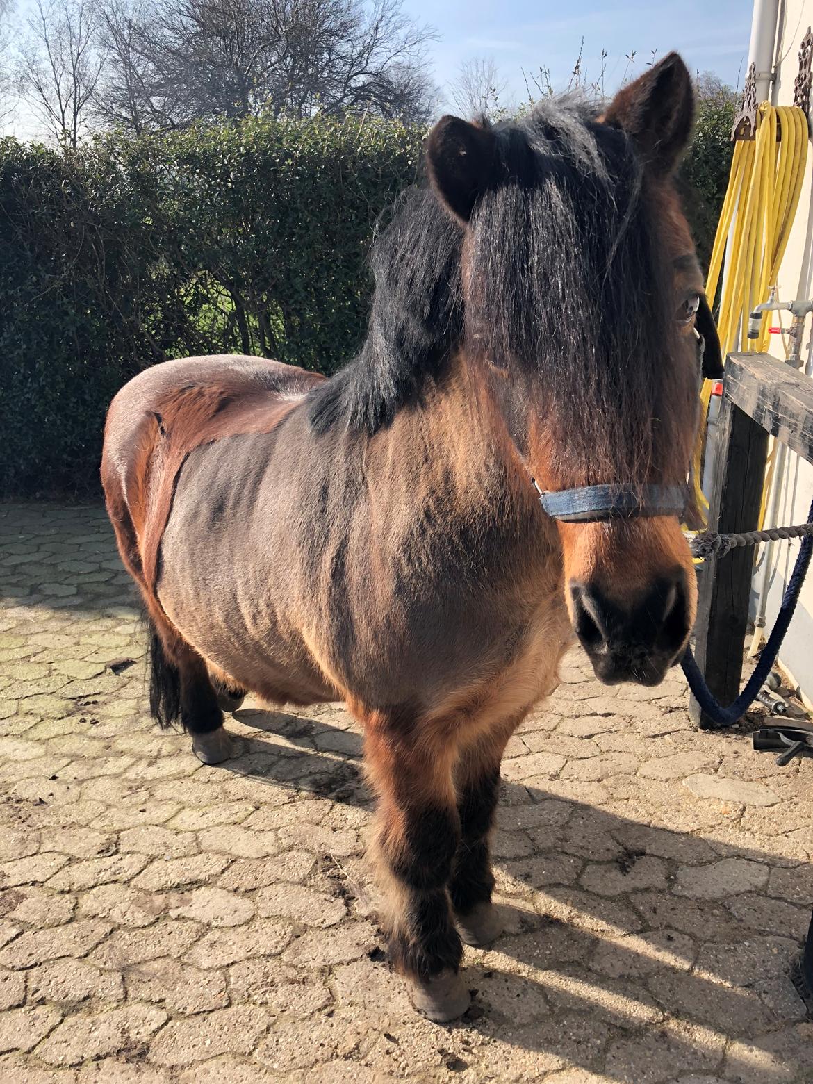 Anden særlig race Frollo billede 14