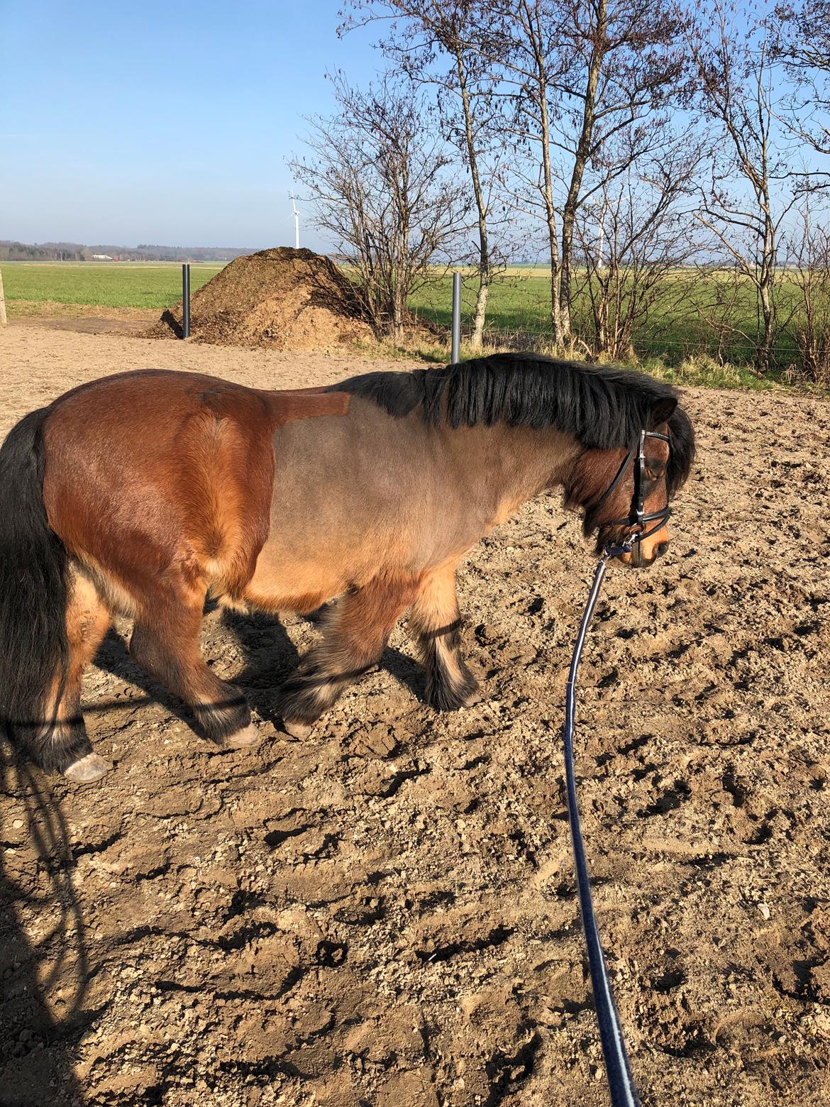 Anden særlig race Frollo billede 15