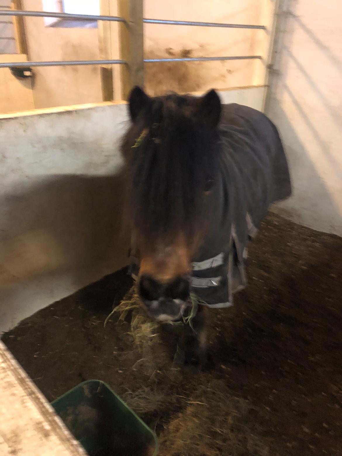 Anden særlig race Frollo billede 16