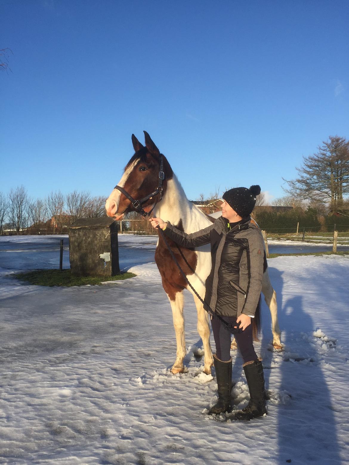 Anden særlig race Holmbergs Kiki Nova billede 20