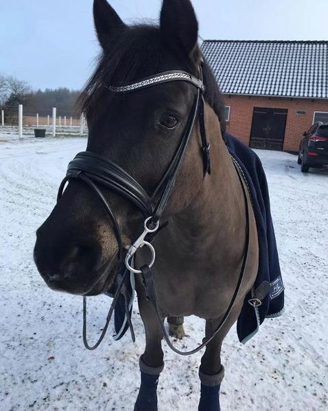 New Forest Hamborgs dahlia billede 4