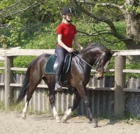 Welsh Cob (sec D) Klumpert billede 1