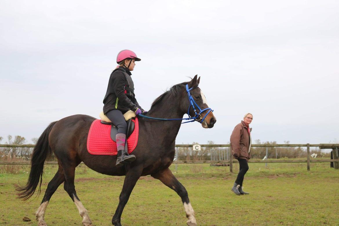 Welsh Cob (sec D) Klumpert billede 5