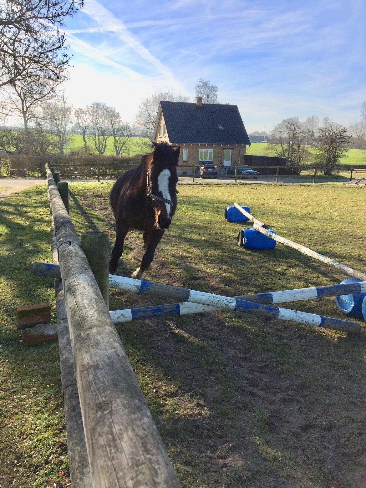 Welsh Cob (sec D) Klumpert billede 9