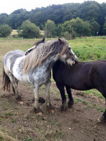 Irish Cob Bella Donna billede 18