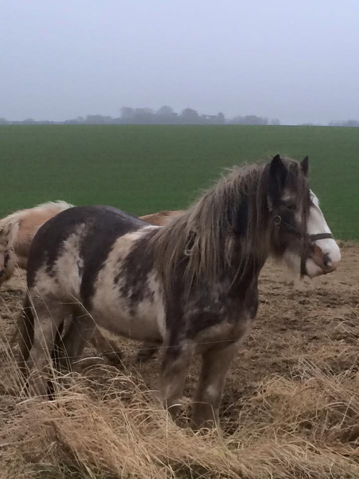 Irish Cob Bella Donna billede 17