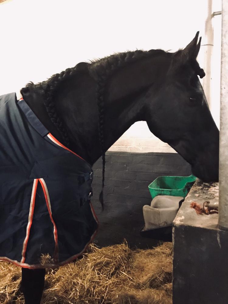 Frieser Nammen Fan'e Vesta Hoeve *SPORT* billede 34