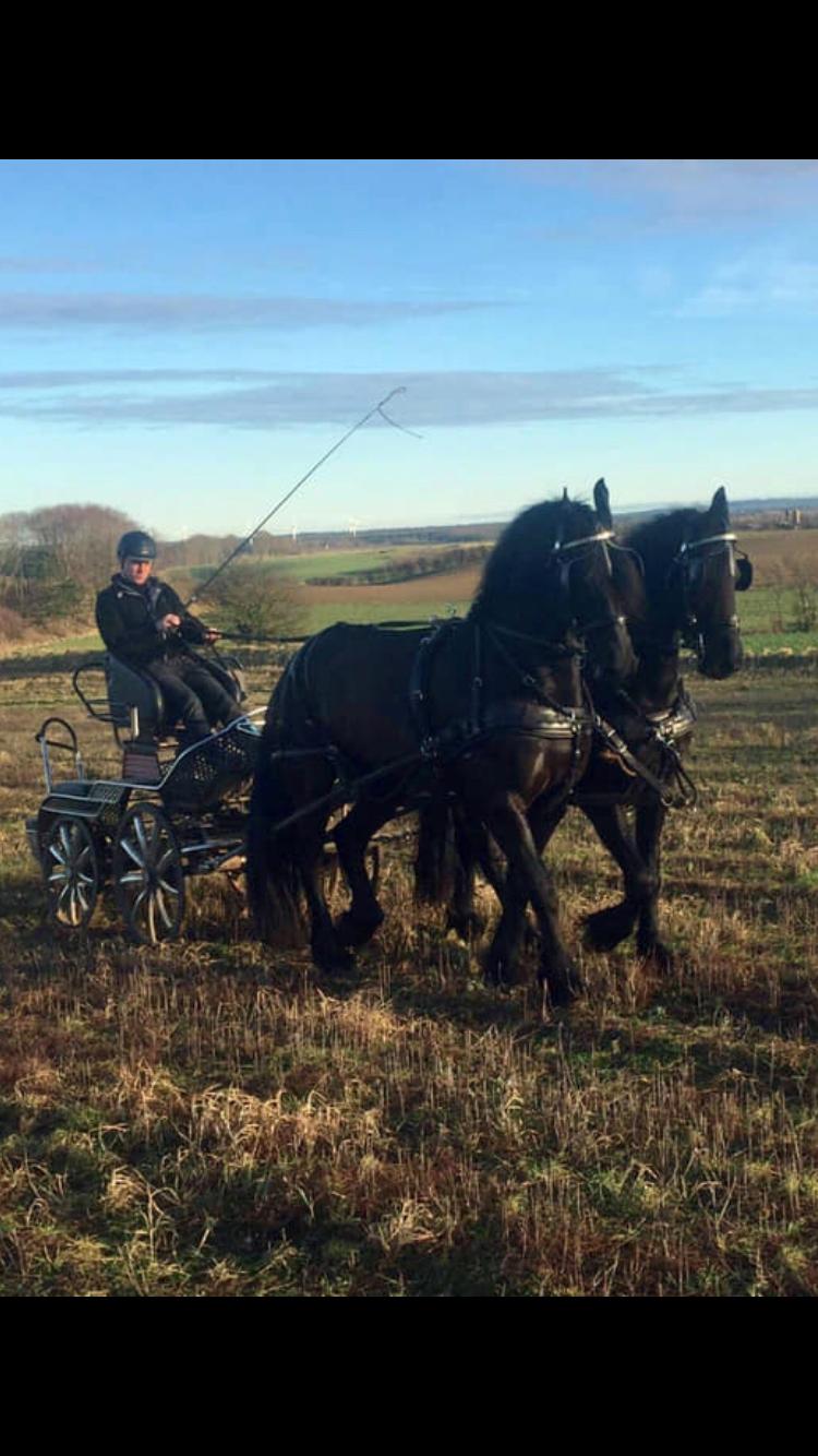 Frieser Nammen Fan'e Vesta Hoeve *SPORT* billede 35