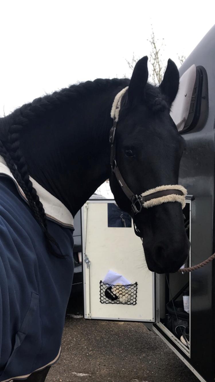 Frieser Nammen Fan'e Vesta Hoeve *SPORT* billede 36