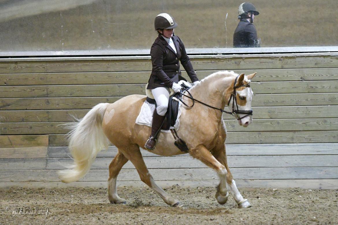 Palomino Golden Sunshine - lc 1 red til 64.65 % billede 44
