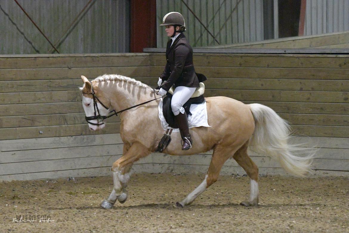 Palomino Golden Sunshine billede 45