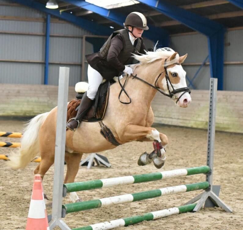 Palomino Golden Sunshine billede 47