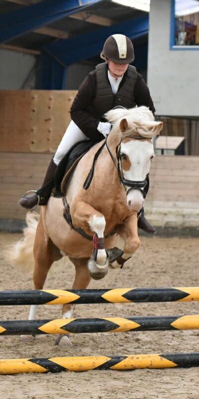 Palomino Golden Sunshine billede 48