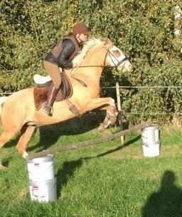 Palomino Golden Sunshine billede 49