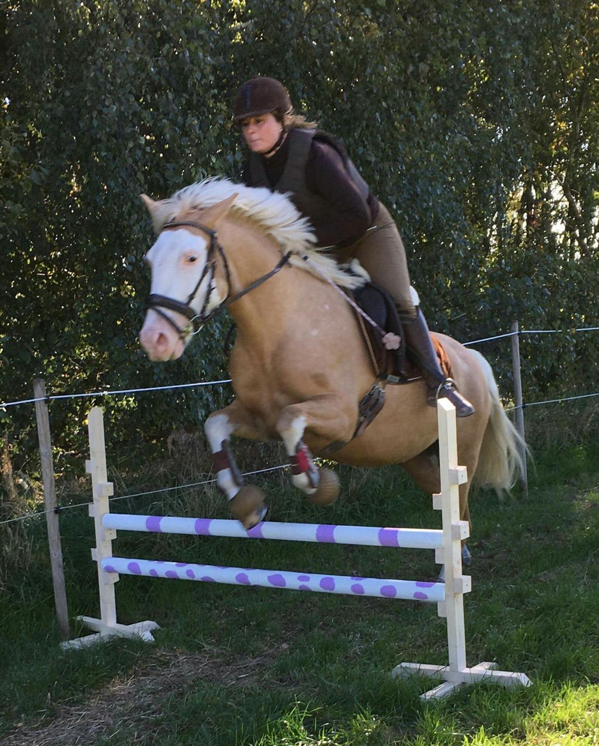 Palomino Golden Sunshine billede 50