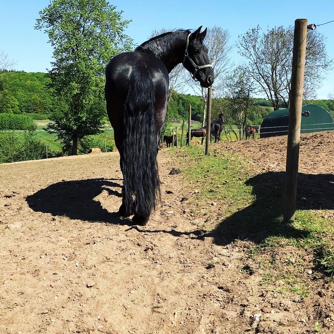 Frieser Van Helsing billede 5